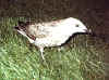 gull8704.jpg (22532 bytes)